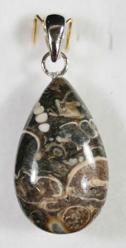 Fossil Turritella (Gastropod) Pendant - Wyoming #9082